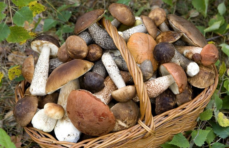 Darf man bei Gicht Pilze essen