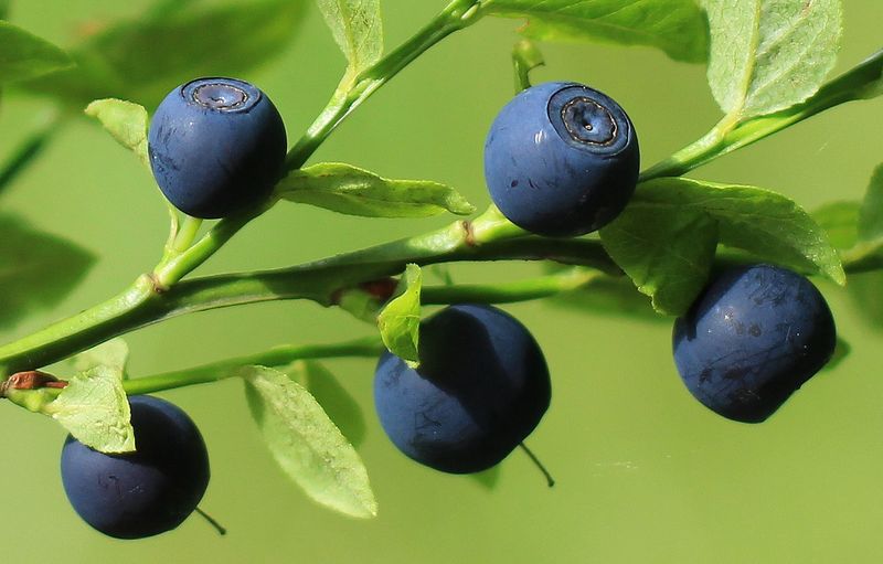 Heidelbeeren bei Gicht