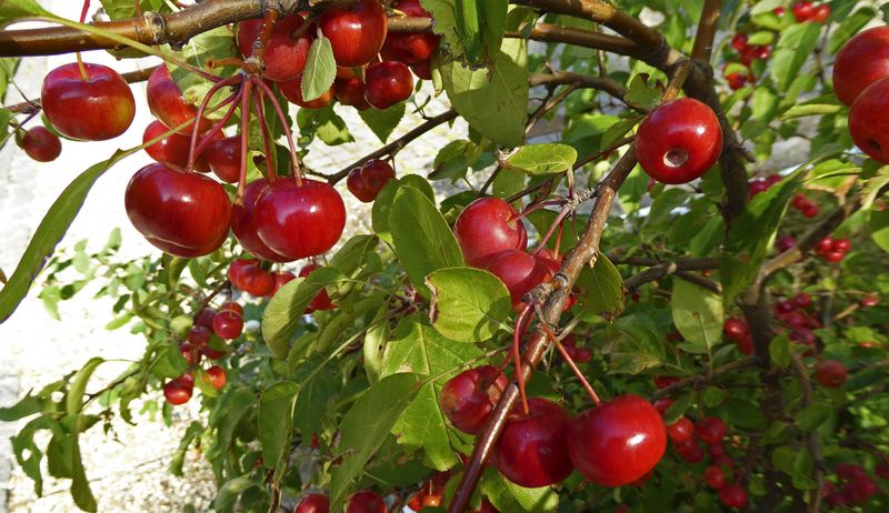 Kirschen (Sauerkirschen) und Kirschsaft bei Gicht